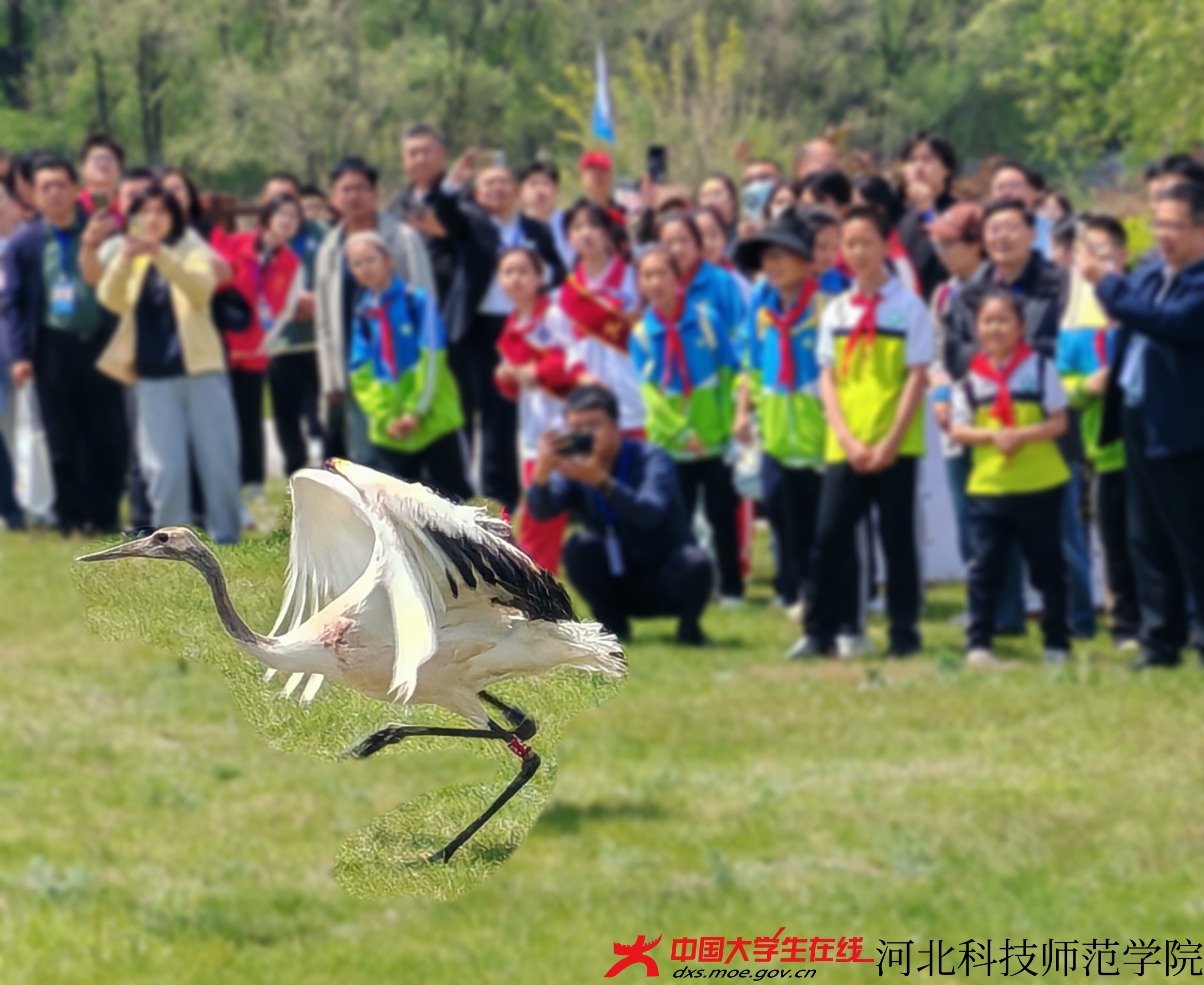 图为放飞的鸟（王浡宇 摄） (2).jpg